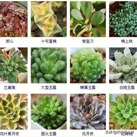 品種大全多肉植物名稱|多肉品種鑒定指南：認識 42 種人氣多肉植物，養護秘訣一次掌。